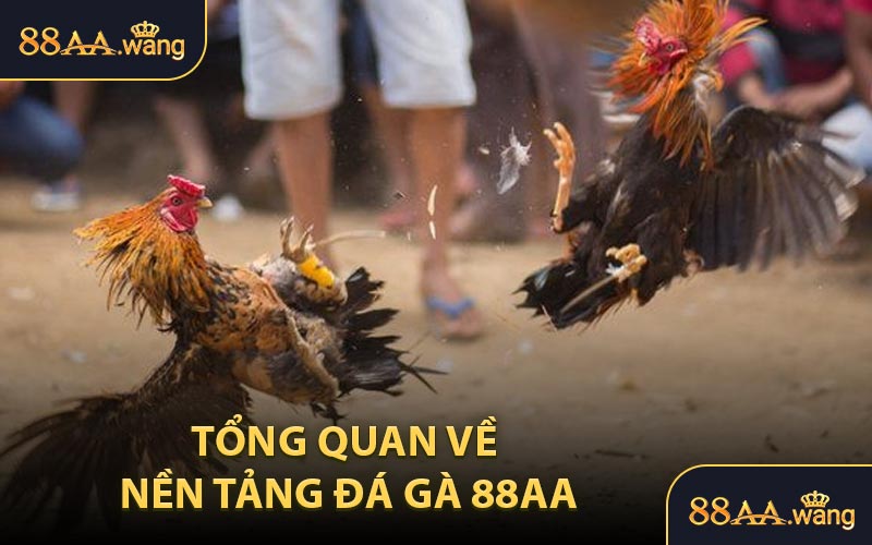 Tổng Quan Về Nền Tảng Đá Gà 88AA