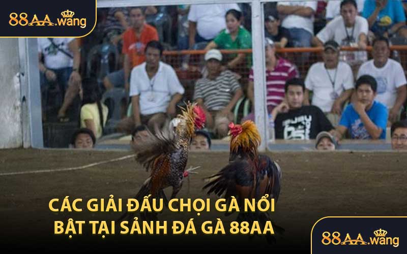 Các Giải Đấu Chọi Gà Nổi Bật Tại Sảnh Đá Gà 88AA